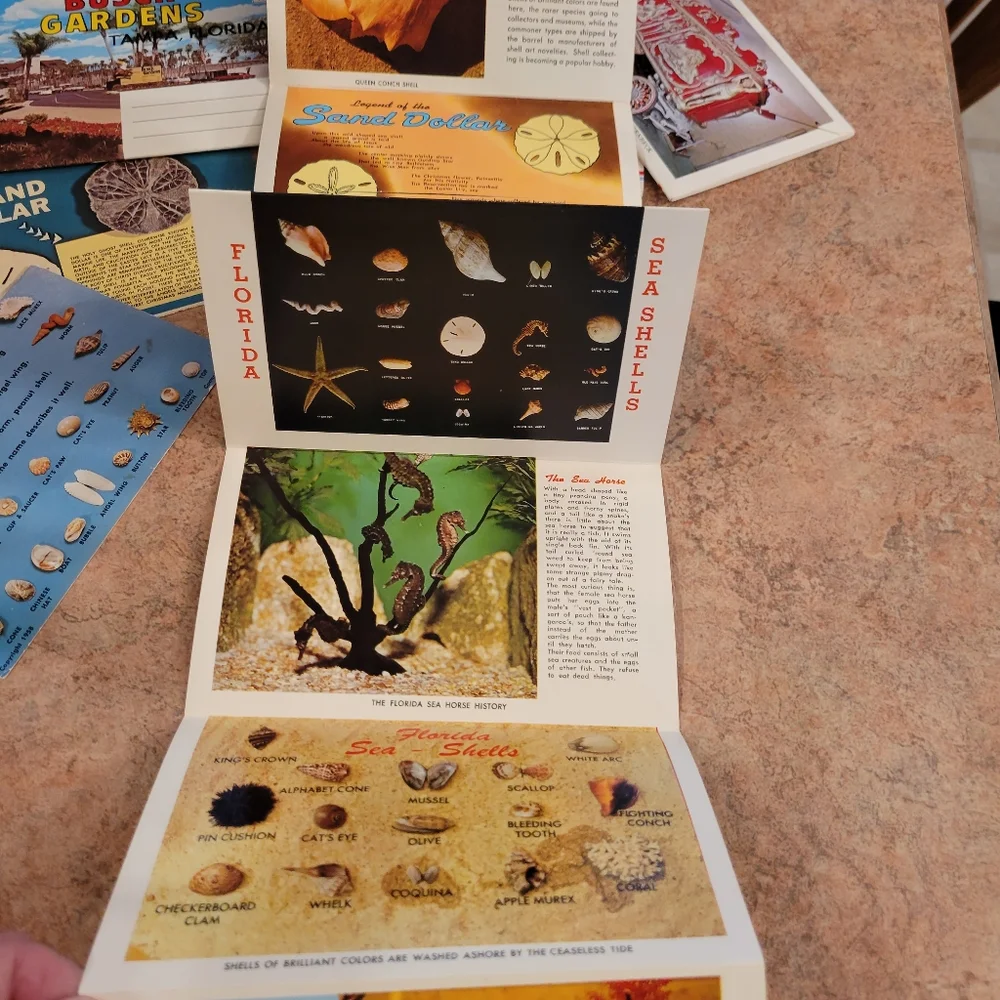 Vintage Postcard Booklets from Florida ~ Circus ~ Seashells ~ Retro!